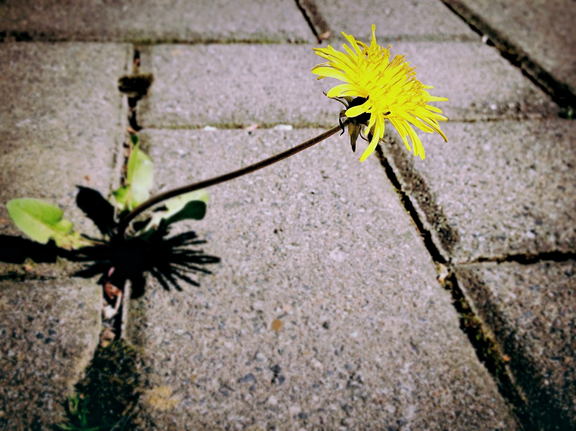 dandelion-729693_1920-2